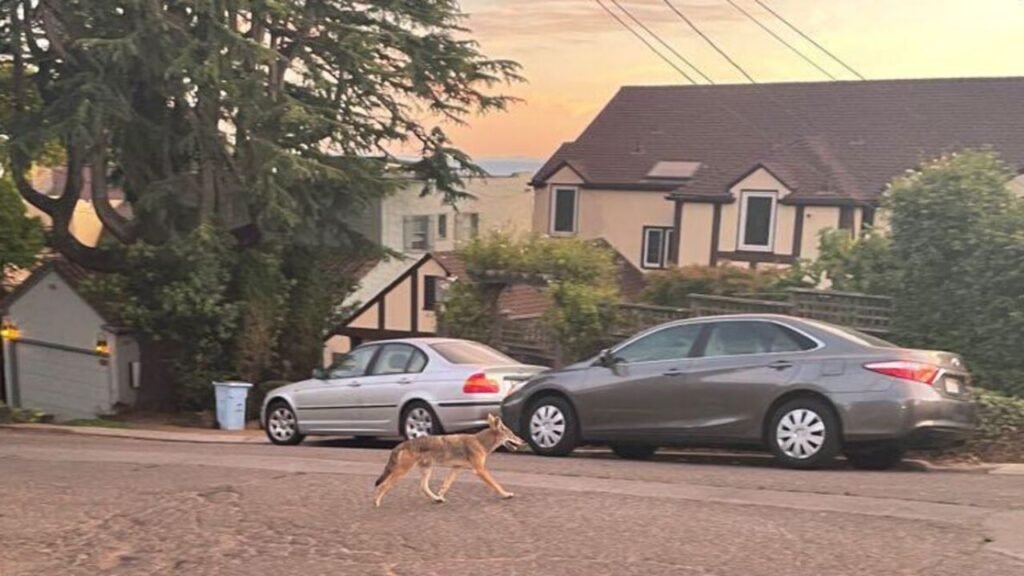 How Climate Changes Are Pushing Wild Animals Into Neighborhoods