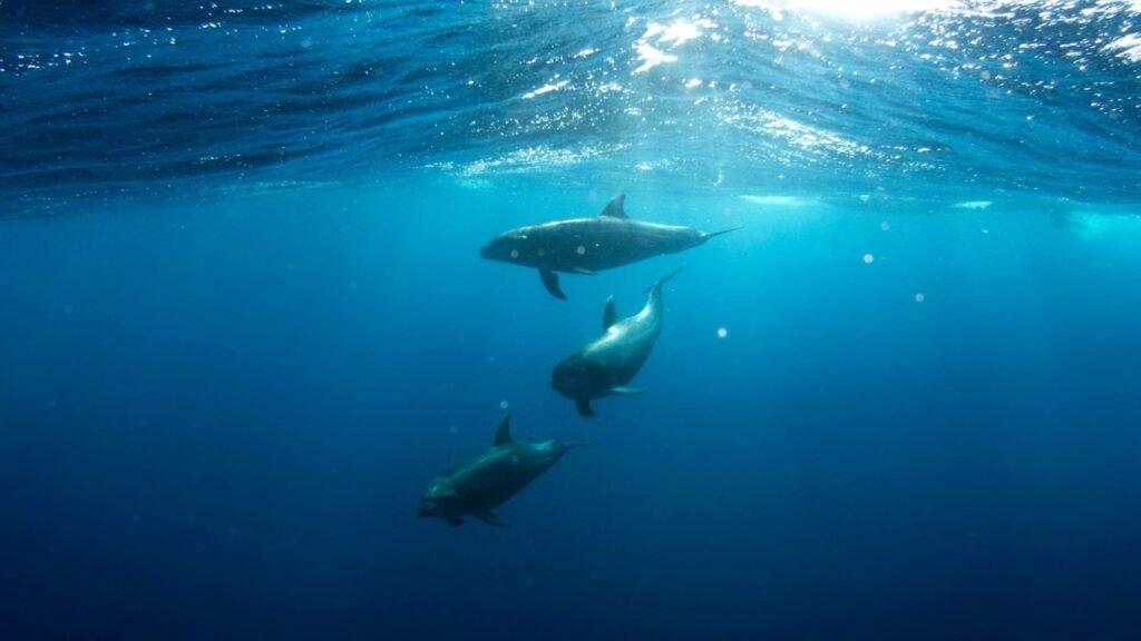 How Rising Ocean Temperatures Are Changing Coastal Wildlife Behavior