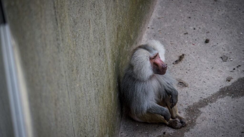 Signs That a Wild Animal is in Distress — and How to Report It