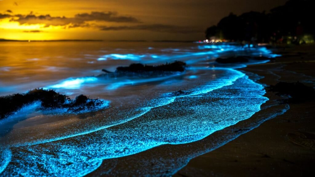 The Science Behind Glowing Beaches What Makes Water Light Up