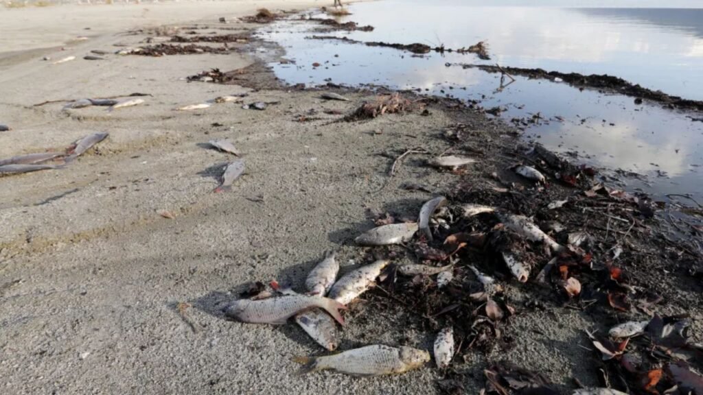 What Causes Fish to Suddenly Wash Up Dead Along Shorelines