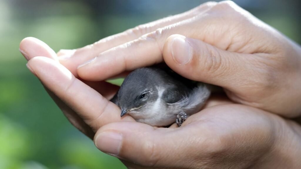 What to Do if You Find an Injured Bird or Small Animal