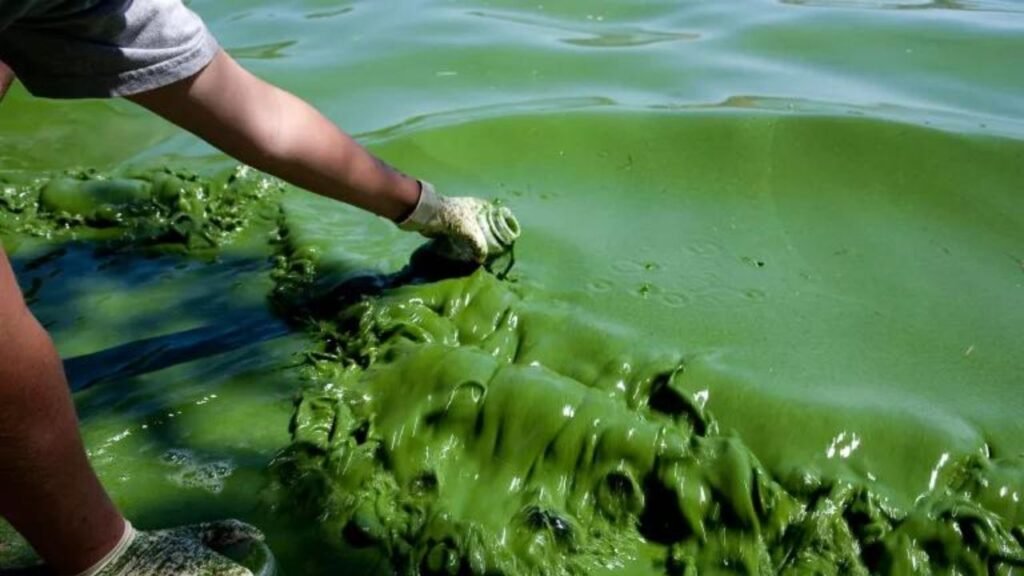Why Algae Blooms Are Becoming More Common in U.S. Lakes