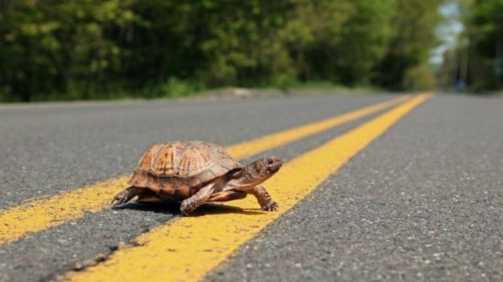 Why Turtles Cross Roads During Certain Seasons