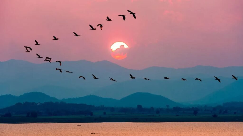 Why Migrating Birds Sometimes Change Their Routes Unexpectedly
