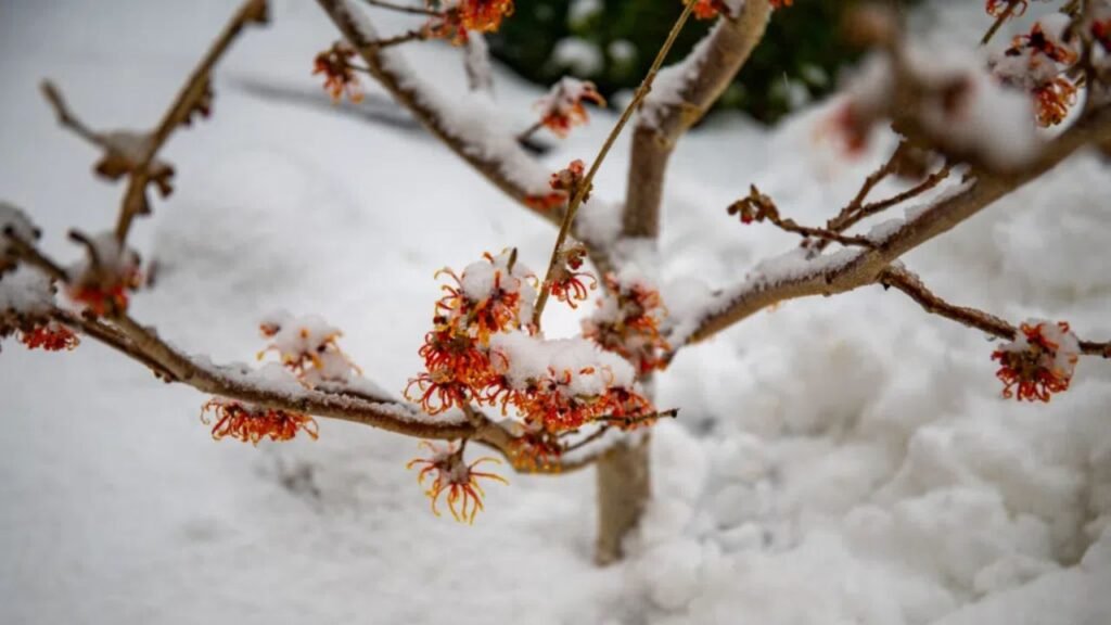 Why Some Trees Bloom Early Even in Colder States