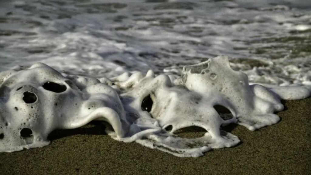 Why U.S. Beaches Are Seeing More Unusual Sea Creatures Wash Ashore