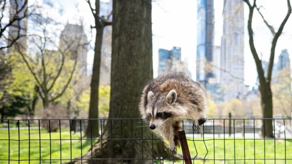 Why raccoons and foxes are becoming more common in U.S. cities