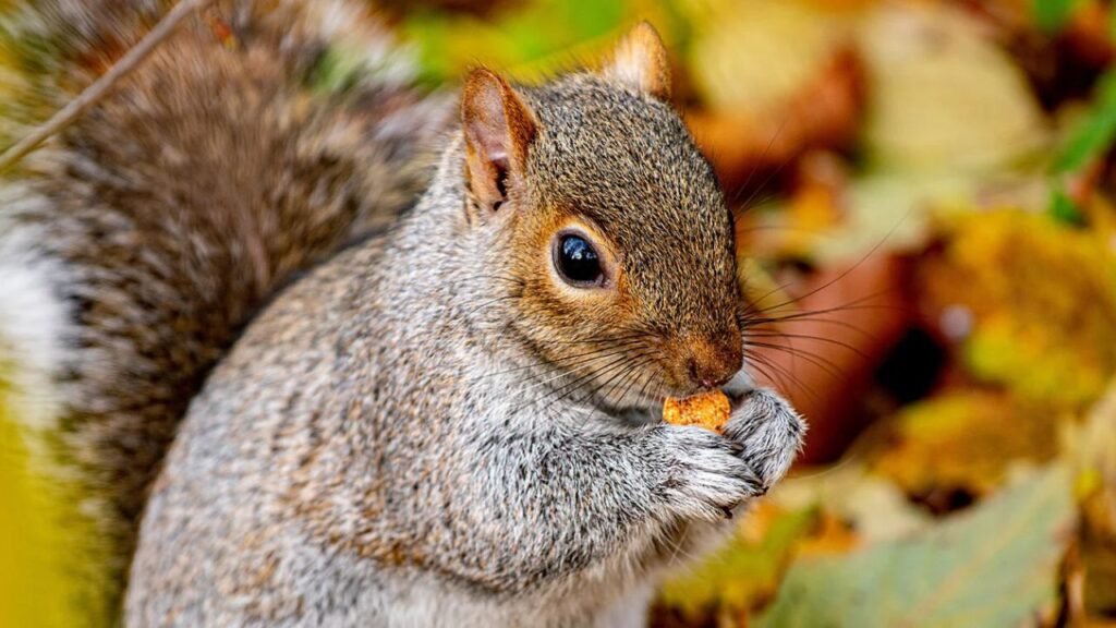 Why squirrels store extra food before temperature drops
