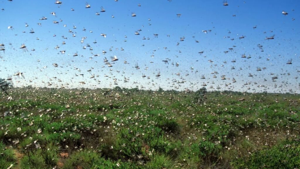 Why unusual insect swarms appear in certain U.S. states each summer